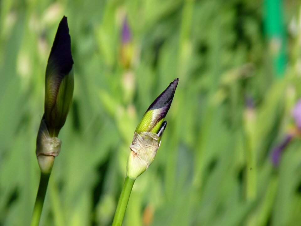 Flower violet plant