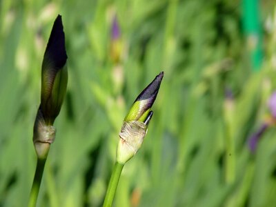 Flower violet plant