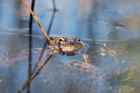 Spring nature watch