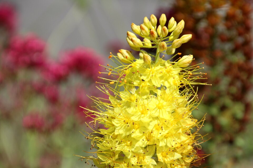 Yellow yellow flower yellow flowers