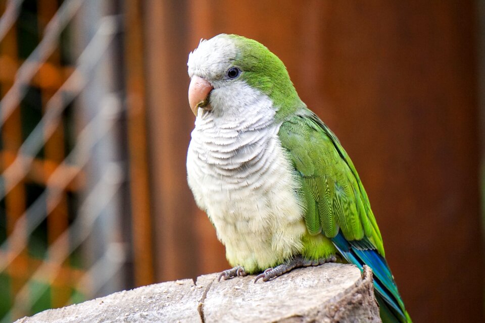 Monk parakeet animal air