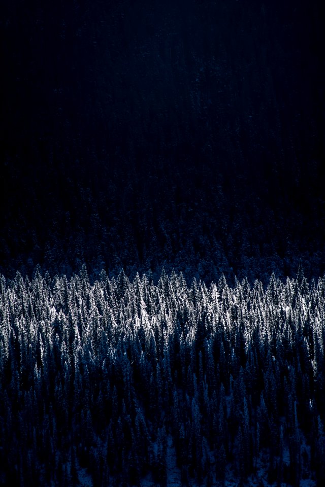 aerial photography of snow-capped trees