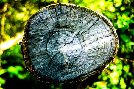 brown wood log