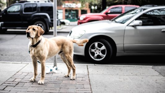 short-coated brown dog standing beside gray car parked on road photo