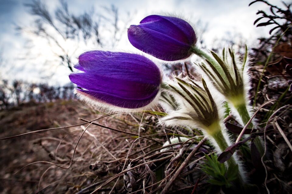 Nature plant spring