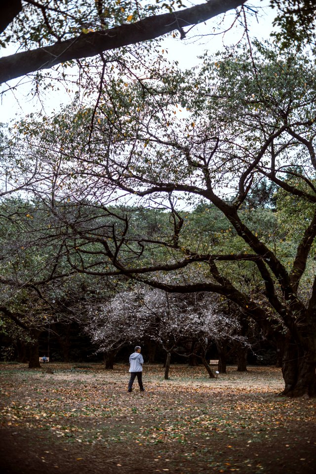 man standing on ground between trees during daytime