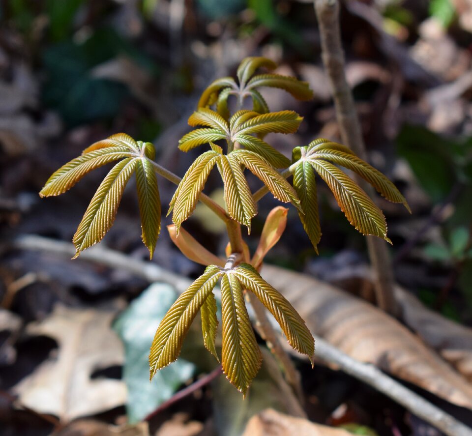 Shrub spring nature