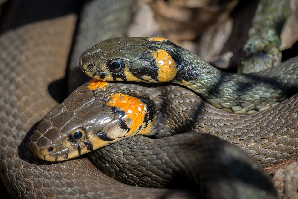 Beach snakes mating reproduction