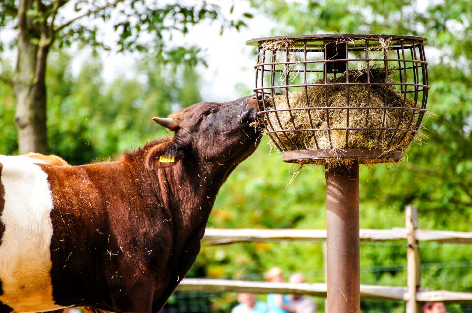 Livestock cows animal