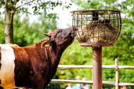 Livestock cows animal