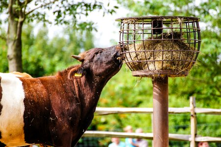 Livestock cows animal photo