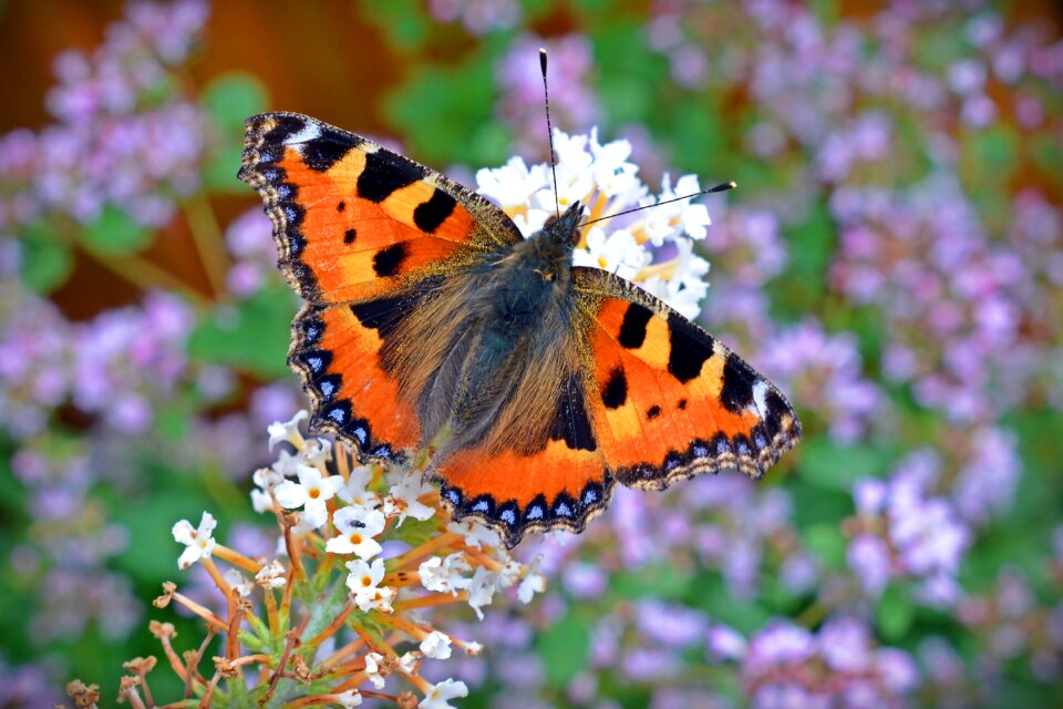 Nettle butterfly orange insect
