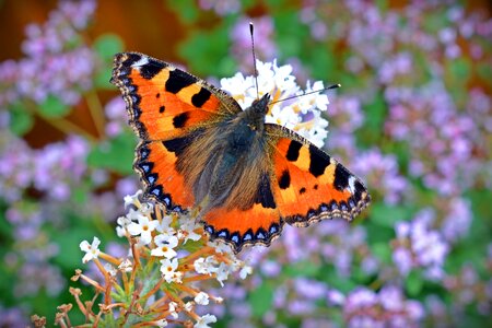 Nettle butterfly orange insect photo