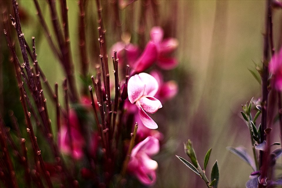 pink and white flower in macro shot