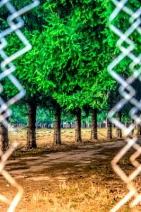 green trees beside gray chain link fence photo