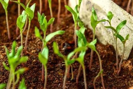 green plant on brown soil photo