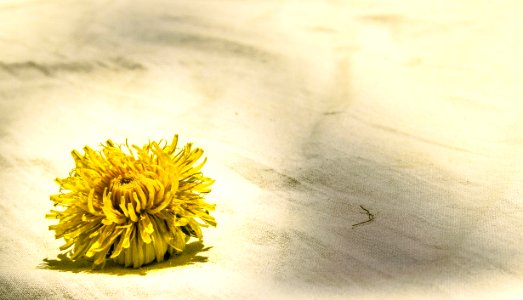 yellow flower on white textile