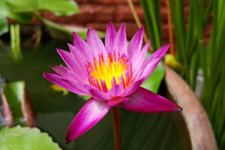 Flower water blossom photo