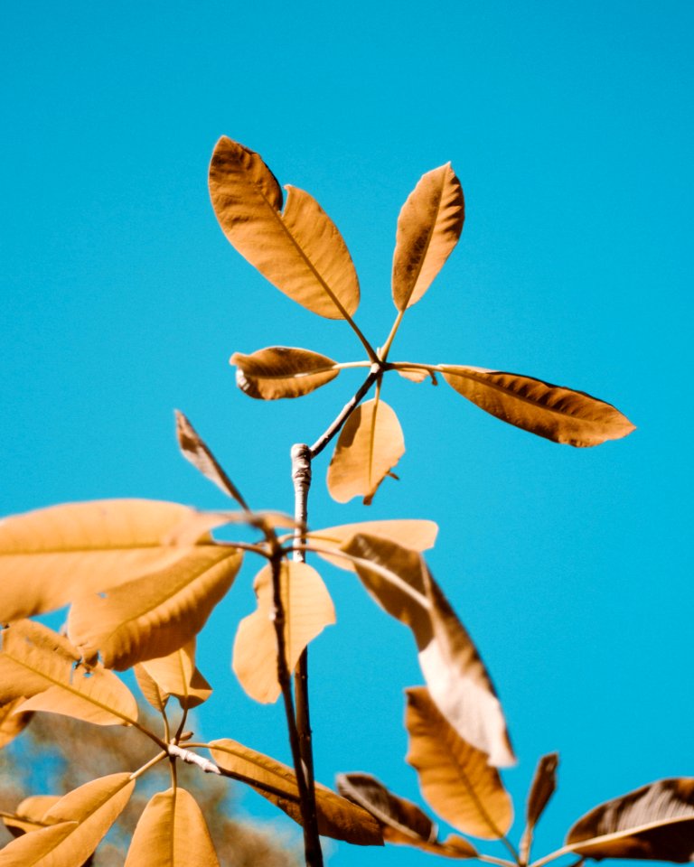 brown leaves during daytime