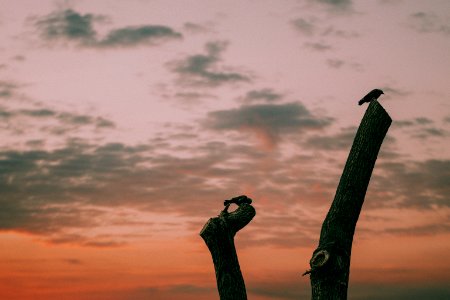 silhouette of birds on tree trunk during orange sunset