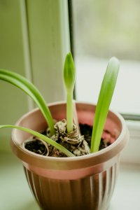 green plant in white plastic pot photo