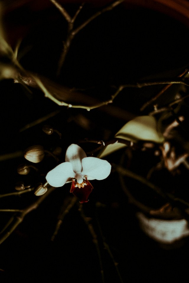white and red flower in close up photography