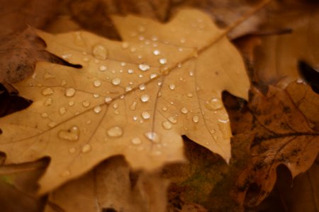 water droplets on brown dried leaf photo