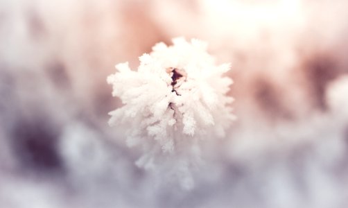 white cotton in close up photography