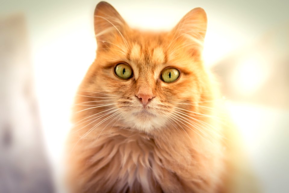 orange tabby cat in white background