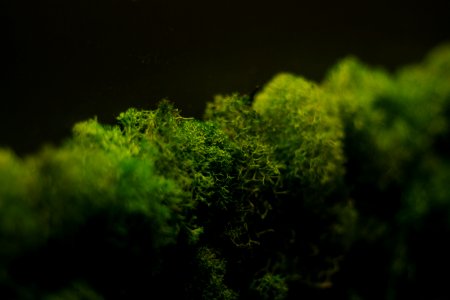 green trees under black sky