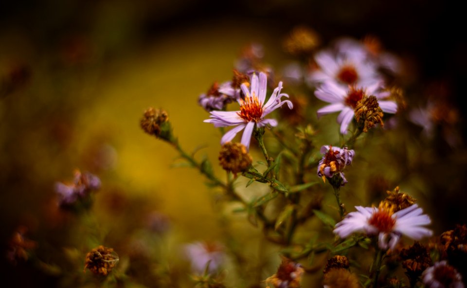 white and purple flowers in tilt shift lens