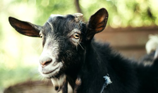 black and white goat in tilt shift lens photo