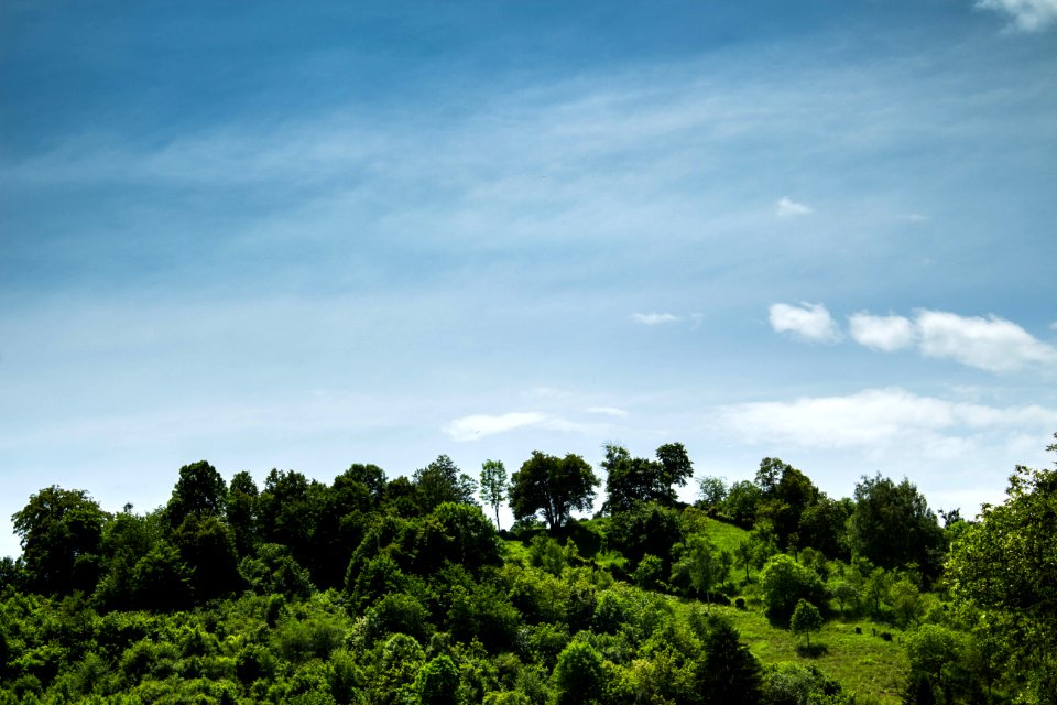 green trees under blue sky during daytime