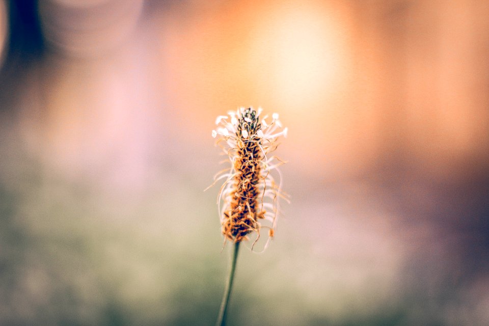 brown and white flower in tilt shift lens