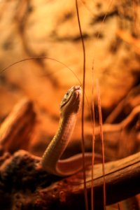 brown and black snake on brown rock photo