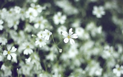 white flower in tilt shift lens photo