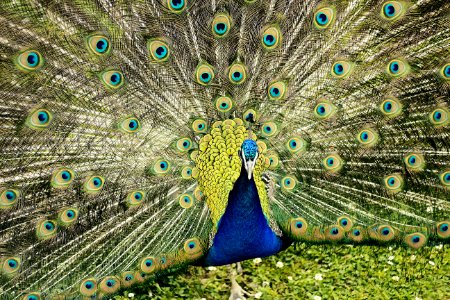 peacock on brown dirt ground during daytime photo