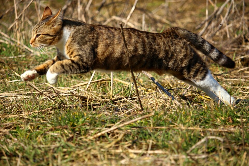 Young cat domestic cat mieze