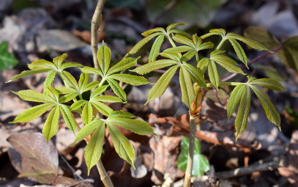 Shrub spring nature