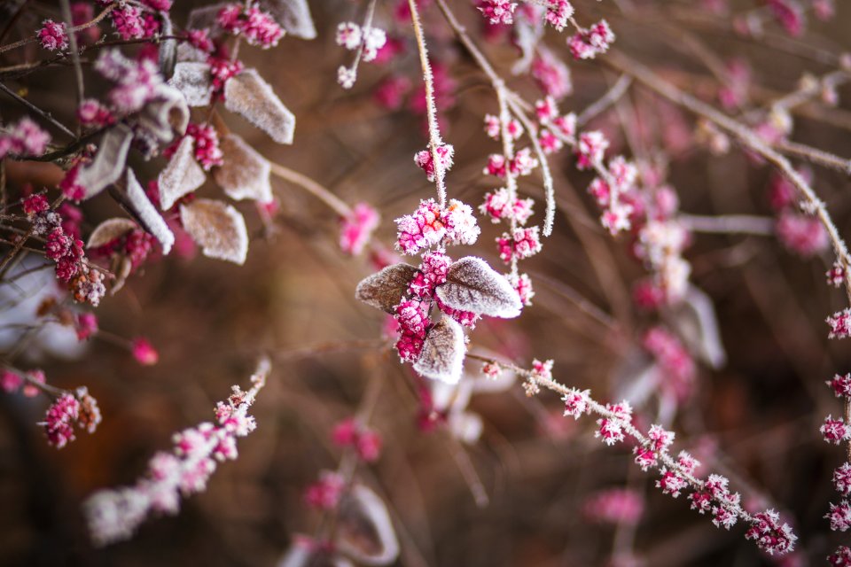 pink petaled flowers during daytime photo