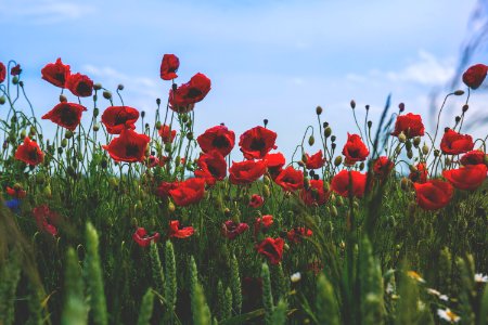 close-up photography of red poppy flowers under clear blue sky photo