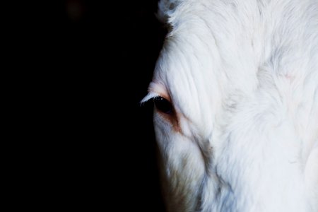 close-up photograph of white animal photo