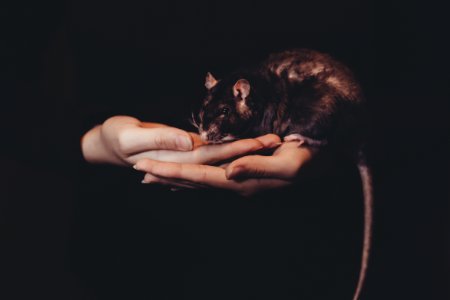 person holding black rat photo