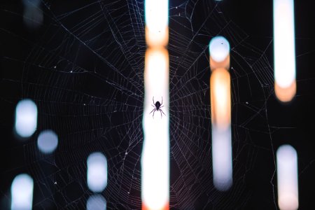 A little spider in his web. photo