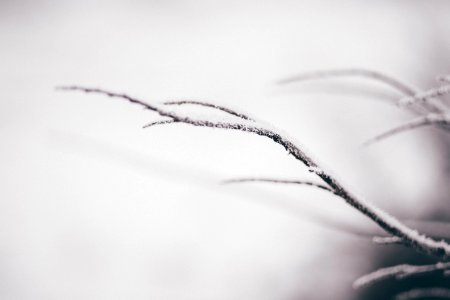 A snow covered tree branch. photo