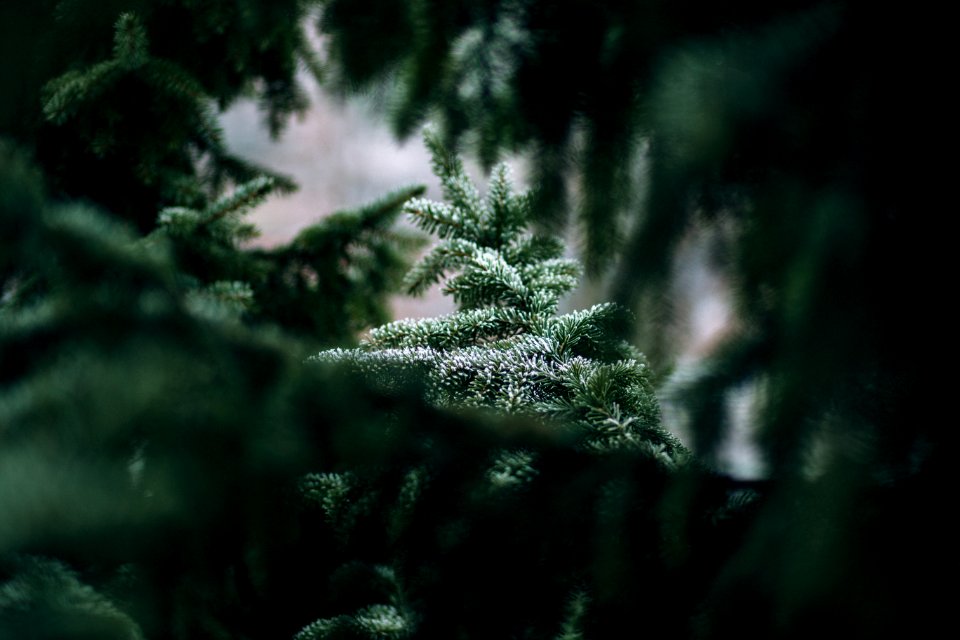 green tree can be seen through green leaves