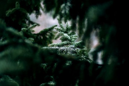 green tree can be seen through green leaves photo