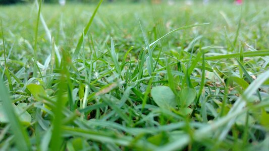 Green sunshine green sunshine