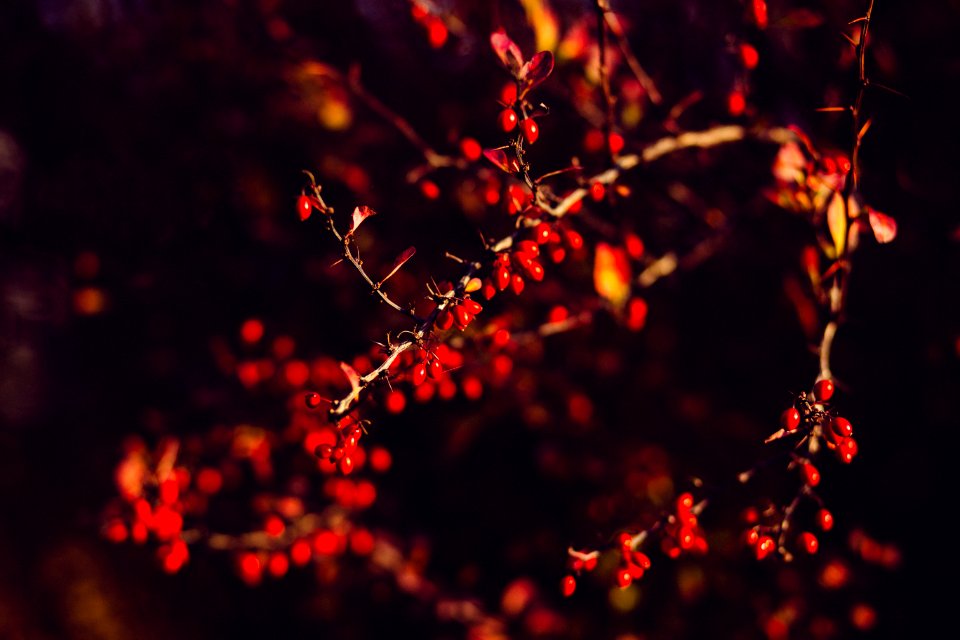 Red berries hanging from tree branches. photo