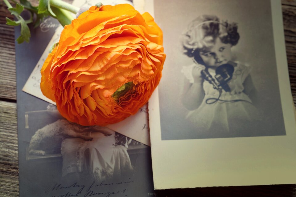 Bloom petals orange